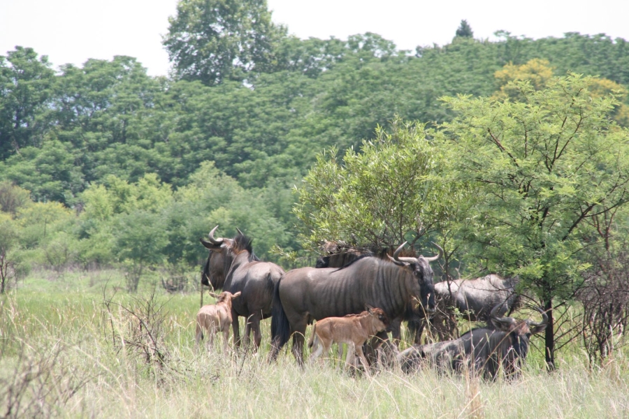 4 Bedroom Property for Sale in Hartbeespoort Rural North West